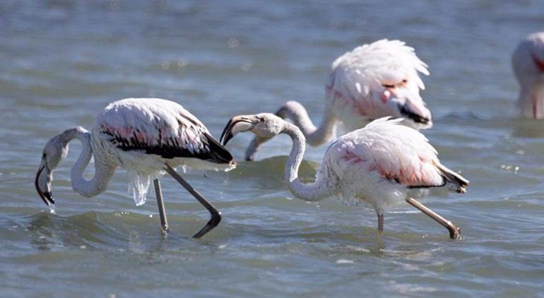 Flamingoların Buz Sarkıtları Fotoğrafı