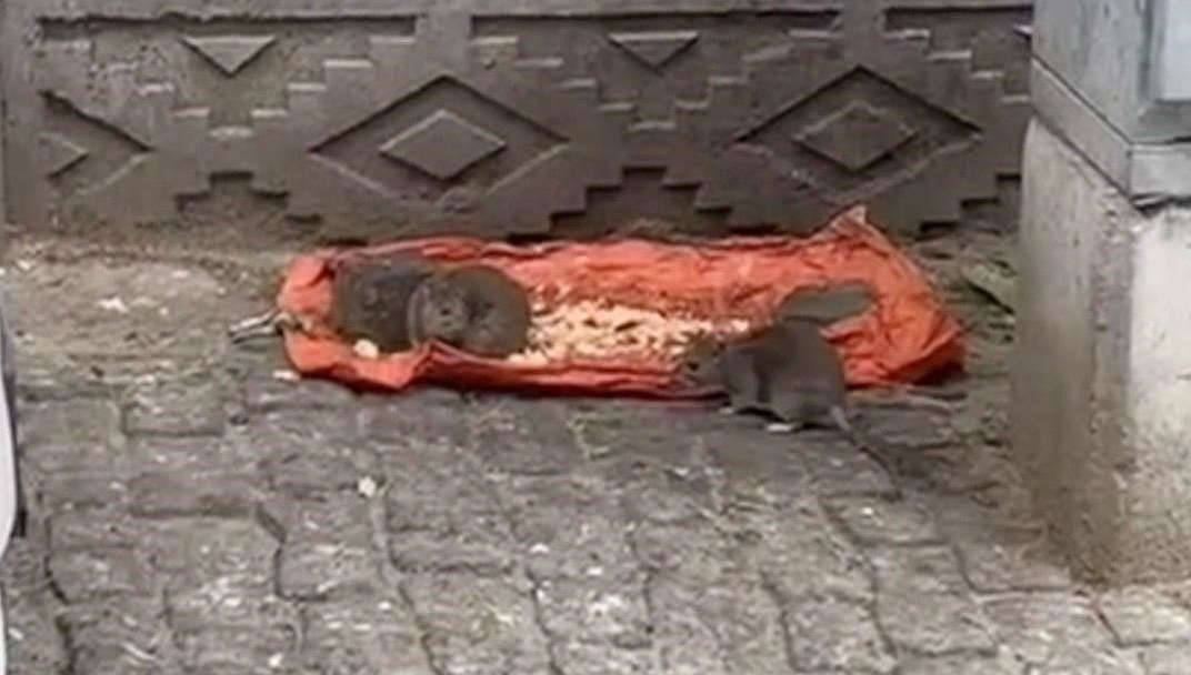 tekirdagda fareler sokaklari basti AmuwFxu4.jpg