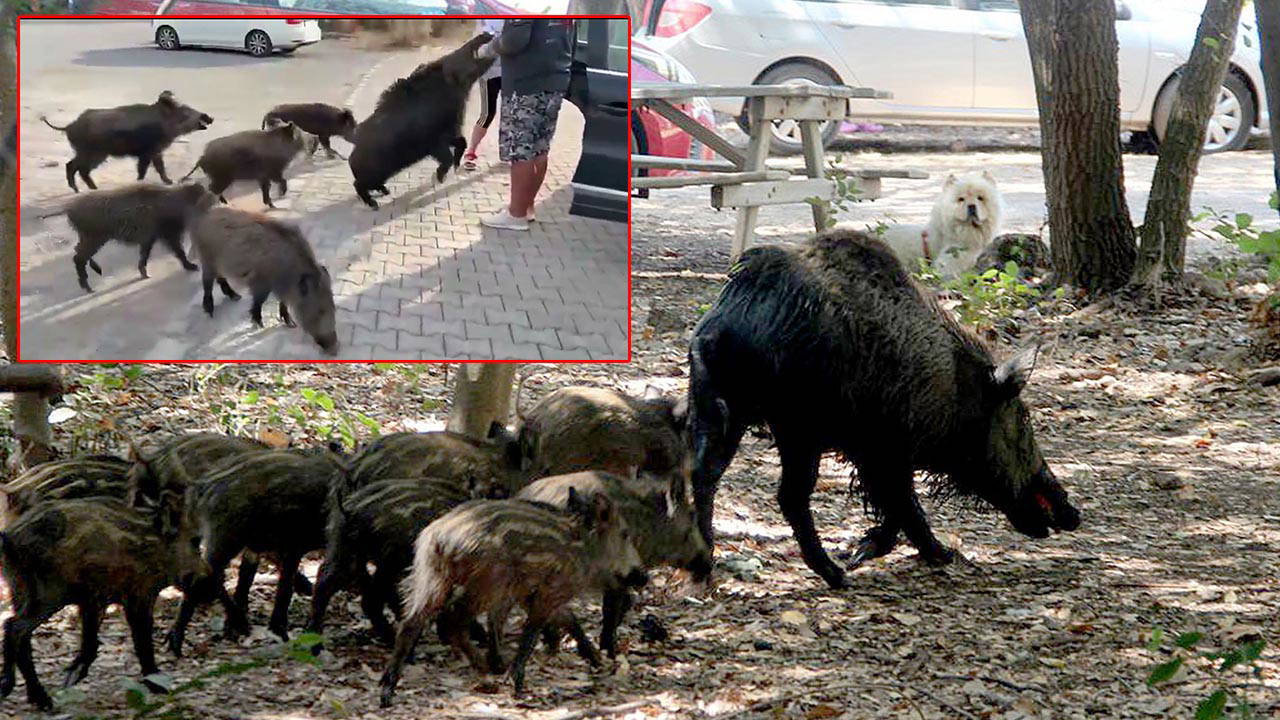 beslemeye calistigi yaban domuzu tatilcinin kolunu isirdi Nt5wFq1H.jpg