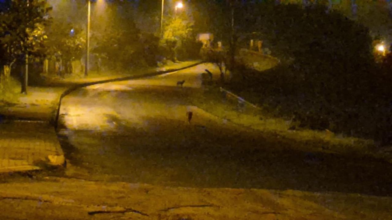 cakallar sehir merkezini mesken tuttu d4E9mq2c.jpg